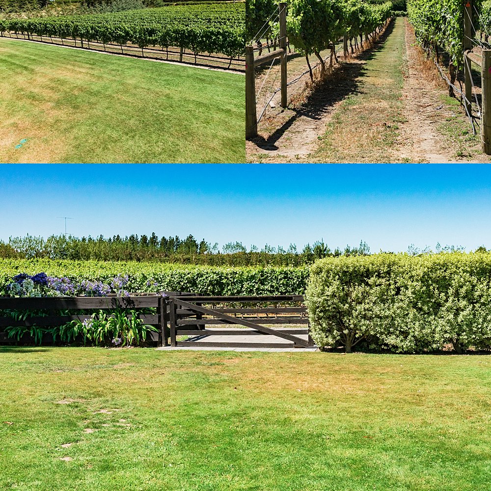 Melton Estate Wedding Venue, Christchurch multiple photos of vineyards which are great for photos